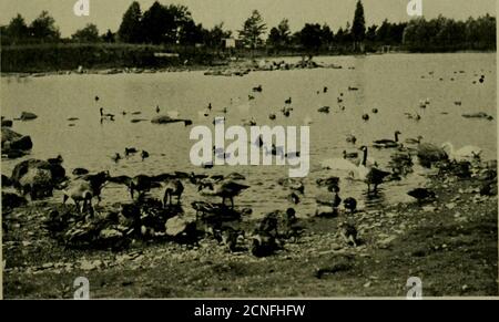 . Fiore di uccello . IL WILLDKOWL ALLEVAMENTO-POND A AMSTON, CONNECTICUT. OCHE, ANATRE, E CIGNI SUL WILDFOWL STAGNO DI JOHN HAYWOODAT GARDNER, MASSACHUSETTS (439) 440 Bird - Lore praticamente l'intero villaggio di Turnerville, Connecticut, come chiamato Amston, situato in un paese bello, diversificato, una località naturale di uccelli. Una caratteristica espe-cially attraente è un laghetto ideale per l'allevamento di uccelli acquatici selvatici, con un'abbondante alimentazione naturale. Una locanda sarà presto aperta per ospitare gli studenti e i visitatori, thewater-uccelli laghetto è in fase di recintato, e una casa acquatica, su un nuovo modello, isunder c Foto Stock