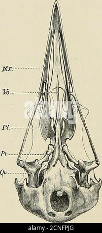 . La distribuzione geografica della famiglia Charadriidae, o gli amanti, i sandpipers, i cecchini, e i loro alleati. D un altro, di cui i romeni sono teesponenti, vuole minimizzare l'importanza dell'isolamento. In ogni caso si pensa che al punto in esame sia stata attribuita molta importanza da Darwin. Penso esattamente il contrario. Penso che l'importanza relativa degli effetti ereditari del disuso di Useor, e la parte necessaria che l'isolamento gioca nella differenziazione delle specie, sembrano essere molto sottovalutati da Darwin, e ho cercato di portare qualche prova per mostrare t Foto Stock