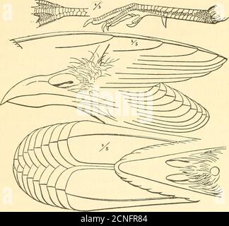 . Tiro americano a volo di uccello . Tempi terziari, por-zioni dello scheletro di un tacchino che sono stati trovati nei depositi di Miocene del Colorado, e le ossa di altre specie nel post-Pliocene del New Jersey. Di questi ultimi, uno era circa la dimensione della turchia esistente, ma più alto, mentre un altro era molto più piccolo. In quel periodo, il mastodon visse lungo la costa atlantica, mentre i tacchini molto più vecchi del Colorado avevano come associati theenorme Brontotherium e molte altre creature longestinte. Quando gli uomini bianchi arrivarono su queste rive, essi fondarono in abbondanza. La carne costituiva una buona parte del cibo Foto Stock