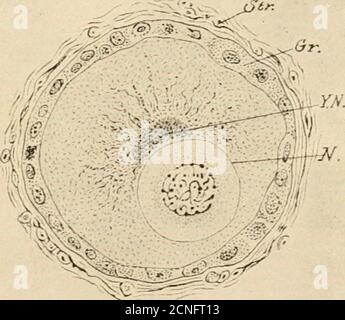 . Lo sviluppo del pulcino; un'introduzione all'embriologia . - di in-cubation (sette giorni prima della cova), e prima della formazione del follicolo primordiale, che inizia il quarto giorno dopo la cova. Questi periodi di multipHcation e groi^h si sovrappongono. Sebbene il nucleo (vescicola germinale degli autori) sia in posizione stronglyexcentric negli ovociti più giovani, occupa una posizione centrale morenprecoce in quelli leggermente più anziani. Quando l'ovulo ha un diametro di circa 0.66 mm., si sposta in superficie lungo il raggio più horest e viene a trovarsi quasi a contatto con il vitel-. Fig. 6. - PRI Foto Stock