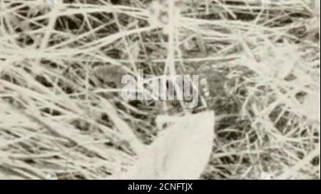 . Gli uccelli dello Yorkshire : essendo un racconto storico della avi-fauna della Contea . ^k- §. Foto Stock