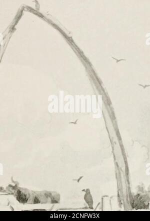 . Gli uccelli dello Yorkshire : essendo un racconto storico della avi-fauna della Contea . / Foto Stock