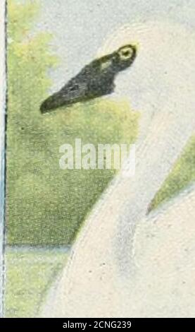 . Il libro degli uccelli : che illustra in colori naturali più di settecento uccelli nordamericani; anche diverse centinaia di fotografie dei loro nidi e uova . IL LIBRO DEGLI UCCELLI. Foto Stock