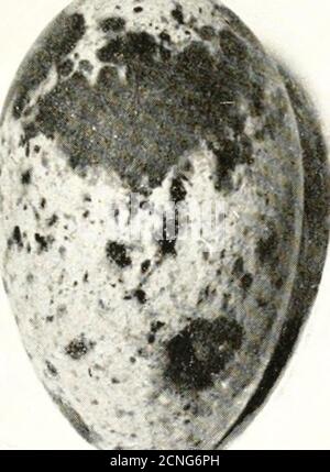 . Gli uccelli dello Yorkshire : essendo un racconto storico della avi-fauna della Contea . Foto Stock