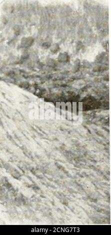 . Gli uccelli dello Yorkshire : essere un racconto storico della avi-fauna della Contea . i^^V ;> ^-. Foto Stock