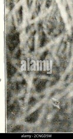 . Gli uccelli dello Yorkshire : essendo un racconto storico della avi-fauna della Contea . Curlew s Nest su Skipwith Common, vicino York. //. Ldscubv. Vedere pagina 644. P^* ,^*K % ?r. Foto Stock