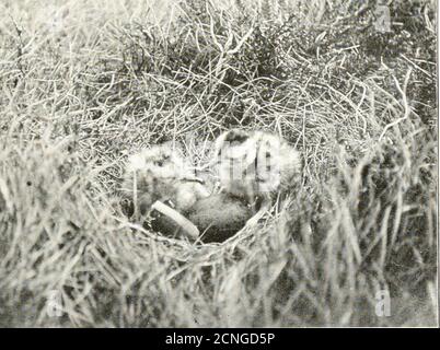 . Gli uccelli dello Yorkshire : essendo un racconto storico della avi-fauna della Contea . Foto Stock