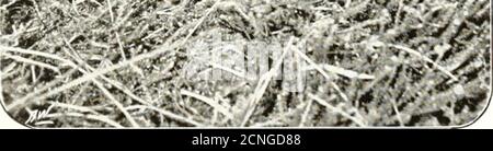 . Gli uccelli dello Yorkshire : essendo un racconto storico della avi-fauna della Contea . Curlew s Nest su Skipwith Common, vicino York. //. Ldscubv. Vedere pagina 644. P^* ,^*K % ?r Foto Stock