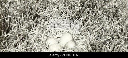 . Gli uccelli dello Yorkshire : essendo un racconto storico della avi-fauna della Contea . Foto Stock