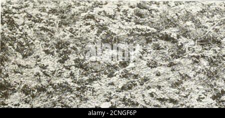 . Gli uccelli dello Yorkshire : essendo un racconto storico della avi-fauna della Contea . *VW.. Nido di Plover, molla. A, luiilunc. Sec pagina 573.. Foto Stock