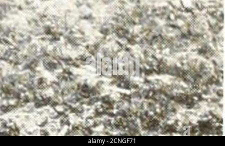 . Gli uccelli dello Yorkshire : essendo un racconto storico della avi-fauna della Contea . V^SWK ^^v?^-* *->^^ ^L. >4 Foto Stock