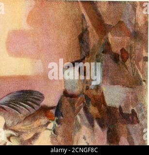 . Uccelli egiziani per la maggior parte visti nella valle del Nilo . Foto Stock