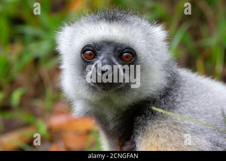 Un lemure di Sifaka si siede nell'erba e guarda cosa si verifica nell'area Foto Stock