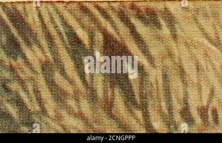 . Nidi di uccelli, uova e raccolta di uova. È composto da muschio, radici fibrose e foglie, ed è a volte foderato di capelli. Depone cinque o sei uova di un grigio molto chiaro, macchiate con un rosso chiaro opaco; a volte questi punti sono molto pochi. IL REDPOLL. Le uova di questo uccello sono quattro o cinque in numero, di un colore blu-verde verypallido, macchiato circa l'estremità più grande con arancio-rosso. Le uova conservano gran parte del loro colore grazioso dopo essere state soffiate, sono di un blu così bello. Shemakes il suo nido di fieno e muschio, foderato all'interno con salice-giù, e finisce nel modo più bello.she Foto Stock