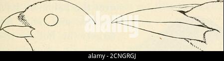 . Birds of village and field: a bird book for beginners . Fig. 120.Bill of Swallow.. Fig. 117.Bill of Grosbeak. Fig. 121.BUI of Crow Blackbird. Key to Adult Male Goatsuckers, Swifts, andHummingbirds. 1. Bill long-, with little gape. Upper parts green ; «„s=b;;^xthroat metallic red. V%^ p. 1. Ruby-throated Hummingbird.1. Bill short, with wide gape.2. Small ; needle-like spines on end of tail. Un-marked, sooty brown. Diurnal. Nests in chim- ^^ neys p. 23. Chimney Swift. 2. Large ; no spines on end of tail. Mottled wood-brown.Crepuscular. Nests on the ground.3. White spot on wing ; tail deeply fo Foto Stock