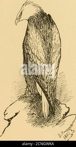 . Gli uccelli del Berwickshire; con le osservazioni sulla loro migrazione locale di distribuzione, e le abitudini, ed anche sul folk-lore, proverbi, rime popolari canti connessi con loro . EDIMBURGO: DAVID DOUGLAS 18 84 07ie Volume, Demy 8vo, mappe e illustrazioni tvith. 2S NOTE E BOZZETTI DALLE COSTE SELVAGGE THK DI NIPON CON CAPITOLI SULLA CROCIERA DOPO PIRATESIN ACQUE CINESI DAL CAPITANO H. C. ST. JOHN, E.N.. EDIMBURGO: DAVID DOUGLAS One Volume, Demy SVO. 18 sec. SASKATCHEWAN LE MONTAGNE ROCCIOSE UN DIARIO E LA STORIA DI VIAGGIO, BECCUCCIO, E AVVENTURA DURINGA VIAGGIO ATTRAVERSO LA HUDSON BAY COMPANYS TERRITO Foto Stock