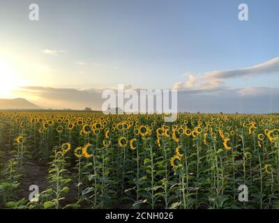 Foto aerea di campi pieni di girasoli con testa gialla e bel cielo blu sullo sfondo Foto Stock