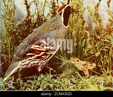 . Uccelli e natura in colori naturali : essere un trattato scientifico e popolare su quattrocento uccelli degli Stati Uniti e del Canada . il deserto è la sua casa, ma è relyfound lontano dall'acqua. I suoi fantasmi preferiti sono macchie di vegetazione cespugliosa, come mesquite. mimosa, creosote, e macchie di pera di prickly. Frequentlytakes uj) il suo aliode su terra coltivata, che vive in altifa tields o nidificazione invineyards. Interessante conto degli haliits del (ianibel (|uail nel PaiirunipAalley, Nevada, è dato da E. W. Nelson: Ho notato che quando un gregge di quaglia è venuto a nutrirsi su grano lasciato da t Foto Stock