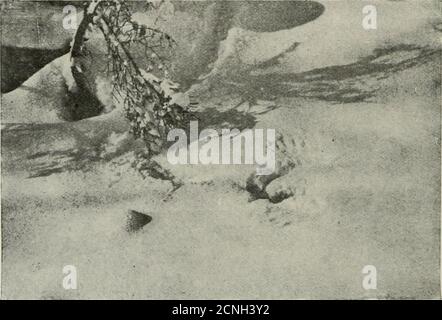 . Due delle sue piume di coda mancavano. Dopo aver guardato itshole, sono entrato in Pine Grove, e attualmente è venuto su un certo numero di Grousetracks e un altro buco. Guardando dentro, ho visto il piumaggio scuro di un uccello. Aspettava un po' di tempo per vedere se l'uccello si sarebbe spostato, ma non lo ha fatto. Advanc-ing all'interno di un piede di esso, mi sono fermato, e tuttavia non si è mossa, ma come ho wasabout per spazzolare la neve da parte, fuori burst e volato via attraverso gli alberi.elated da questo successo, ho cominciato dopo un altro buco. Come la fortuna lo avrebbe, non avevo andato cento piedi prima che mi è venuto su uno, questa volta chiuso l'eccezione Foto Stock