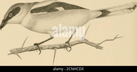 . Uccelli della Carolina del Nord . Fig. 214. Shrike settentrionale. Lo Shrike settentrionale rivendica un posto nella nostra fauna sulla forza di un immaturemale ucciso sull'isola di Pea, il 9 dicembre 1909, da Robertson e inviato nel vescovo fleshto. 266 Uccelli di Xortii Carolina 263. Lanius ludovicianus ludovicianus (Linn.). Testa di loggerhead Shrike. Ucsrriidlon: Ads.-Uppcrparts Pregate; Wings and tail l)lack; pi-iinaries bianco alla base, scoond.iriestijpod con bianco; esterno, sonietiies tutti, il rail-f(-atliiTs con bianco; esterno termo-bianco; lori neri, ineetati da una stretta linea nera sulla fronte Foto Stock