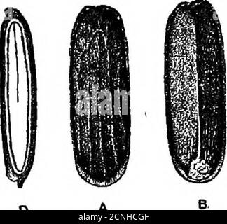 . Abitudini alimentari dei grossbeaks. Gli altri semi di erbacce mangiati in quantità più piccole sono il foraggio del thoseof, un parassita serio nelle colture di grano;vetch, dock, thistle di semina, plantains, incluso il ribgrass detestabile (fig. 4); tum-bleweed (fig. 18), girasole, violette, gerini, stargrass, sida spinosa, granoturco grom-well (fig. 5), spiderwort (PL II, fig. 7),agnelli-quarti, fazzoletti, a tenuta di bastone, strel, erba di bottoni (PI. II, fig. 11), estick-seed. A questa lista W. D. Doan addsclover e partridge pisello. Una pianta nell'elenco di cui sopra, vale a dire, il glutammato, è conosciuto anche come testa di alligatore nel sud, dove è a b Foto Stock