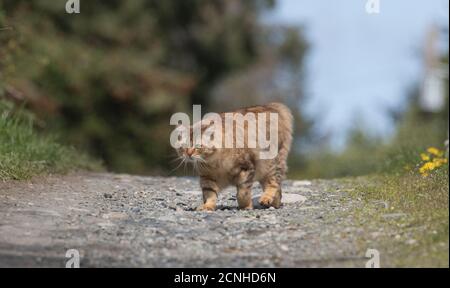 Clsoeup colpo di gatto manx nella foresta Foto Stock