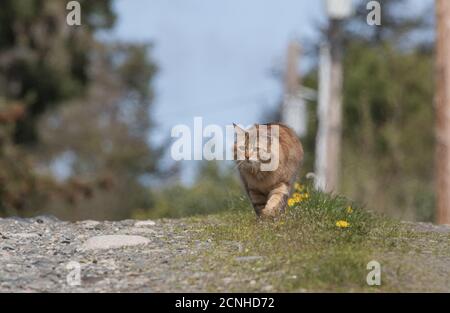 Clsoeup colpo di gatto manx nella foresta Foto Stock