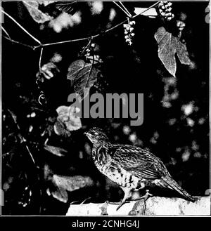 . Uccelli utili e la loro protezione. Contenente brevi descrizioni delle specie più comuni e utili del Massachusetts, con resoconti delle loro abitudini alimentari, e un capitolo sui mezzi per attirare e proteggere gli uccelli . PIASTRA XXII. Grouse con volant, un giorno. {Photonrapli, dalla vita, di C F. Hoduum.) (FroIII la relazione annuale dei commissari del Massachusetts su Fislieries e Game. 1;mi,i.). PIASTRA XXIII. Grouse con volant, di quattro mesi. (IliotoiiTaph, dalla vita, di C. F. Hodge.) (Dal rapporto annuale dei commissari massa-Chusetts su Fischeries e Game, UTOO). SONOLESS UCCELLI DI ORC Foto Stock