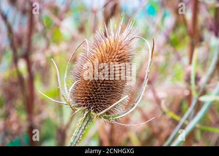 Testa di teasel in colori autunnali, Ayrshire, Scozia, Foto Stock