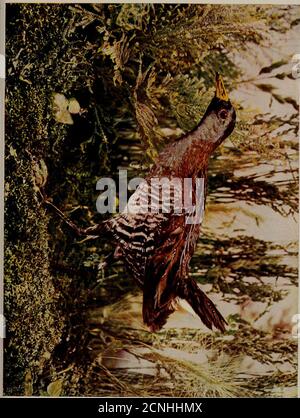 . Uccelli e natura in colori naturali : essendo un trattato scientifico e popolare su quattrocento uccelli degli Stati Uniti e del Canada. Comuni fantasmi della Sora, ho sentito checche varie mezzo apprensione, semisquizzical, Seguito dallo spruzzi di piedi leggeri come una truppa della piccola Railslavorò la loro via d'uscita e mi circondò, sotto la pretesa, anzi, di ricerca di cibo, ma essendo troppo chiaramente spinto da inquisitività. Dr. Howard Jonestells di esperienze simili: Li ho fatti venire fino a me e peck i miei gumboots, e giocare con il cilindro della pistola come un gumster di bantam fa quando teased. A sl Foto Stock