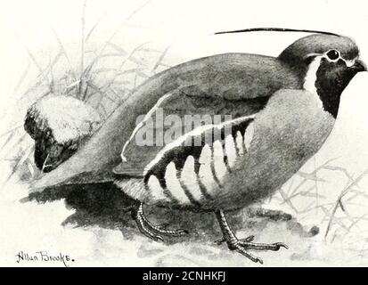 . Gli uccelli di Washington : un resoconto completo, scientifico e popolare delle 372 specie di uccelli trovate nello stato . thorsis. - Cooper e Siickley, Rep. PAC. R. o.. Surv T86o,p. 225. DX. Ra. 11. E. campioni.-(IT. Di W.) Prod. P. C. BN. E. LA coda di montagna, come è generallx- chiamato, e il suo parente stretto, thePlumed Quail, non sono nessuno di loro nativo a Washington, diverse casse di uccelli viventi che salutano lieen importati dalla California tra gli anni l8&lt;così e1890. Così gentilmente hanno preso alle condizioni che hanno trovato qui, che, al termine di una lunga stagione di impos di protezione Foto Stock