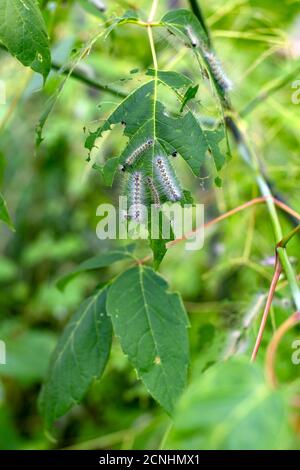 Fogli ricoperti di peste caterpillar. Caterpillars che mangia la foglia su un albero Foto Stock