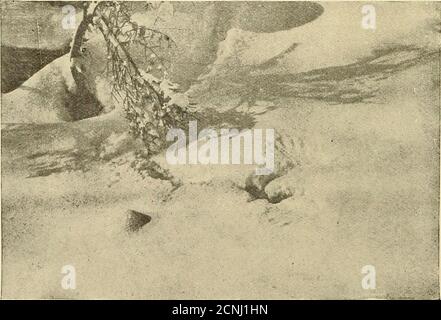 . Due delle sue piume di coda erano mancanti. Zfter guardando itshole, sono entrato in Pine Grove, e attualmente è venuto su un certo numero di Grousetracks e un altro buco. Guardando dentro, ho visto il piumaggio scuro di un uccello. Aspettava un po' di tempo per vedere se l'uccello si sarebbe spostato, ma non lo ha fatto. Advanc-ing all'interno di un piede di esso, mi sono fermato, e tuttavia non si è mossa, ma come ho wasabout per spazzolare la neve da parte, fuori burst e volato via attraverso gli alberi.elated da questo successo, ho cominciato dopo un altro buco. Come fortuna lo avrebbe, non avevo fatto cento piedi prima di essere venuto su uno, questa volta chiuso upexcep Foto Stock