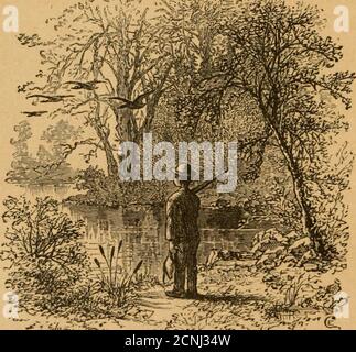 . Tiro selvatico americano : contenente descrizioni complete e precise dei fantasmi, delle abitudini e dei metodi di tiro selvatico, in particolare quelli degli stati occidentali dell'America ... . – alla loro nomenclatura scientifica, essi hanno tuttavia denominato le loro sottofamilieFuligulinse, o anatre di mare, e Anatinoe, anatre di acqua dolce; E in considerazione del fatto che la IAM si occupa esclusivamente di selvaggina nell'entroterra, e ancora trovare entrambe le classi in abbondanza quasi uguale, ho ritenuto più appropriato alle teirabitudini e alle caratteristiche generali per classificare i temi che ho fatto in un primo momento. 1 hanno dimorato alla grandezza Foto Stock