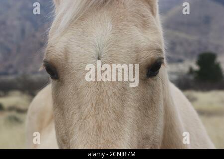 Closeup estremo di un bellissimo fronte a cavallo palomino biondo con occhi oscuri e ponderati Foto Stock