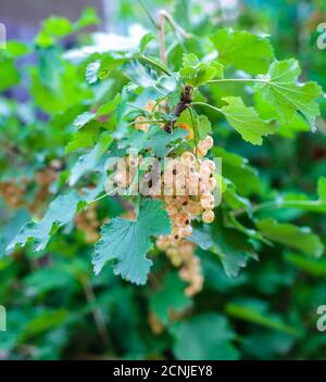 Ribes bianco Foto Stock