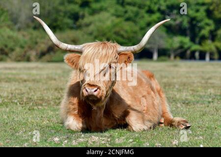 Mucca di haltland con corna lunga che giace sotto il sole d'autunno nella New Forest, Hampshire, Regno Unito Foto Stock