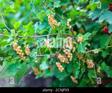 Ribes bianco Foto Stock