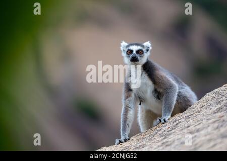 Un lemure con coda ad anello su una grande roccia di pietra Foto Stock