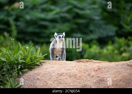 Un lemure con coda ad anello su una grande roccia di pietra Foto Stock