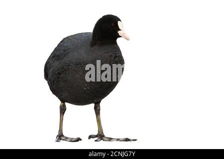 Piccolo piede eurasiatico in piedi in natura isolato su sfondo bianco. Foto Stock