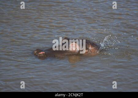 Ippopotamo (Hippopotamus amphibius) Masai Mara, Kenya, Africa Foto Stock