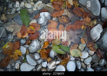 Menterschweige, Isartal, Isar, Monaco, Baviera, Germania, ghiaia, pietre, ghiaia, ciottoli fluviali, foglie, foglie, acqua, pozzanghere Foto Stock