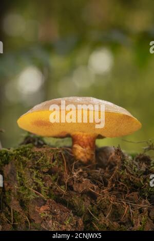 Larice Bolete, Suillus grevillei, vista dal basso Foto Stock