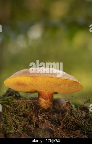 Larice Bolete, Suillus grevillei, vista dal basso Foto Stock