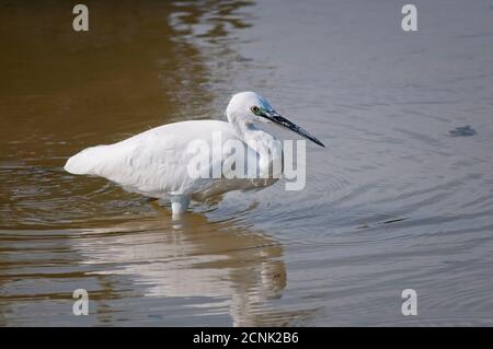 Piccola garzetta, Egretta garzetta, Ardeidae, foraggio in acque poco profonde. Foto Stock