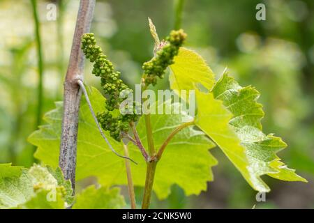 Primo piano grappolo di uve verdi non mature in vigna all'inizio dell'estate. Grappoli di uva prima della fioritura. Profondità di campo bassa. Foto Stock