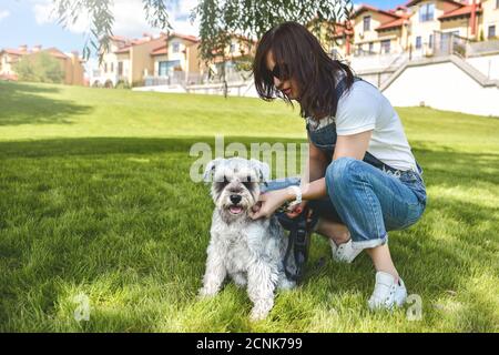 Il proprietario del cane cammina il suo bel cane Schnauzer nel parco. Vista ravvicinata. Concetto di amore per gli animali. Migliori amici Foto Stock