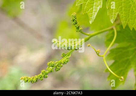 Primo piano grappolo di uve verdi non mature in vigna all'inizio dell'estate. Grappoli di uva prima della fioritura. Profondità di campo bassa. Foto Stock