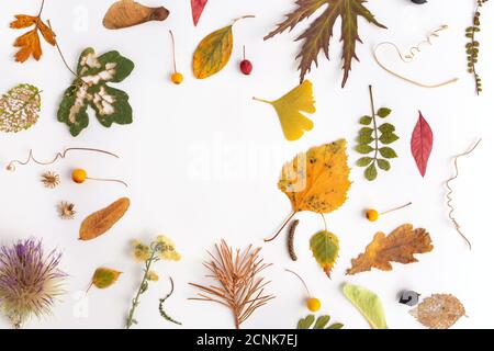 Natura composizione astratta. Foglie autunnali piatte posate in stile rustico su sfondo bianco, cornice di materiale naturale Foto Stock